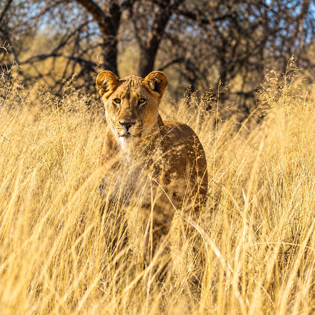 Lioness in dry grass